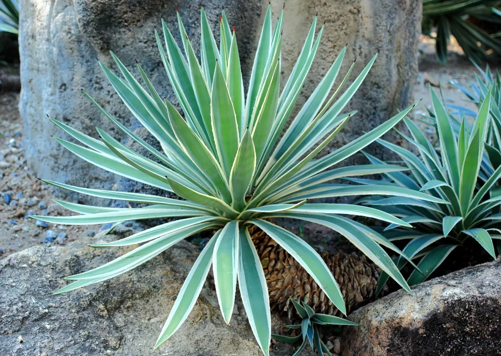 Caribbean-agave. Home garden