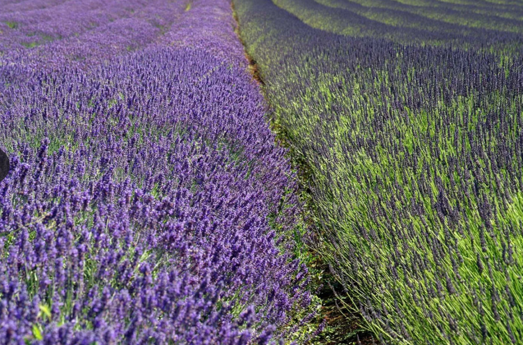 Lavender home garden