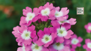 Best 5 Drought-Tolerant Plants for Your Garden