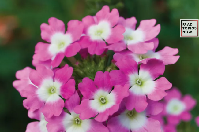 Best 5 Drought-Tolerant Plants for Your Garden