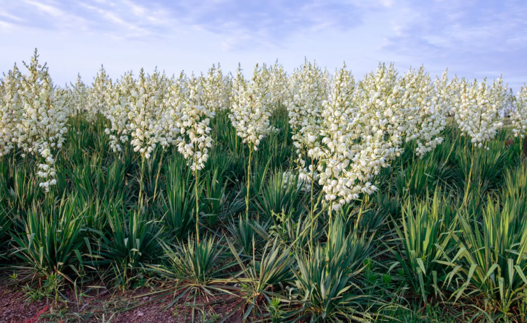 Yucca home garden