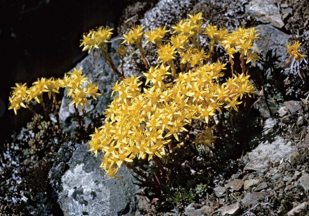 sedum home garden