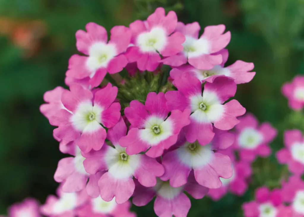 verbena home garden